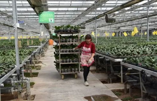 林木——自然的绿色守护者