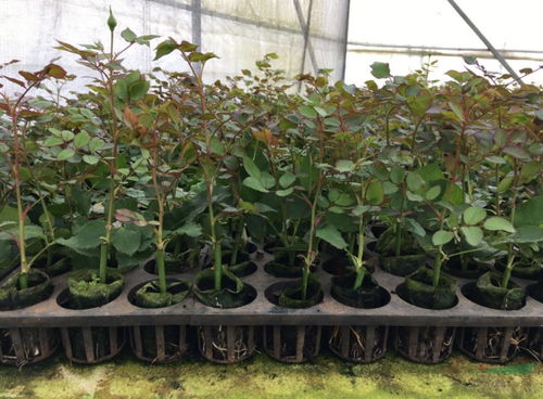 云南 10大名品 评选结果揭晓 10个花卉产品获评 10大名花