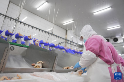 家禽加工行业的发展与现状 以石门县冷链车间为例