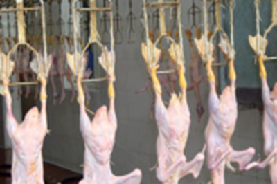 家禽加工创业项目 如何挖掘细分市场，打造可持续盈利模式