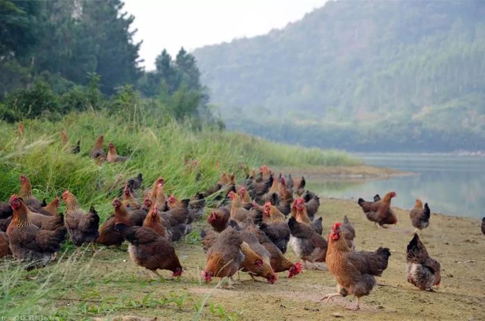 政策助力与风险并存 我国支持农产品深加工企业上市，家禽业面临转型关键期