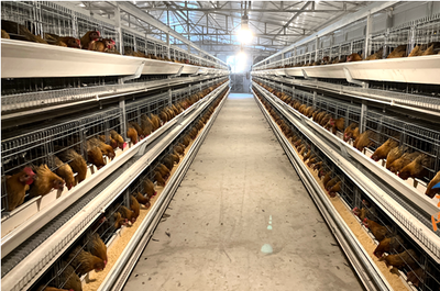 平塘携手合作 以家禽加工为支点，助推黔货“出山入湾”