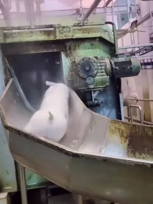 从传统屠宰到现代自动化 猪禽加工机械的革新之路