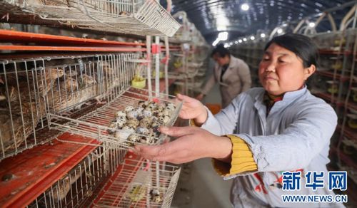 山东临沂 家禽加工铺就强镇富民路