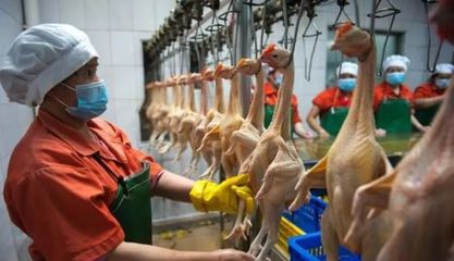 阳江活禽限制交易政策对家禽加工行业的影响与前景