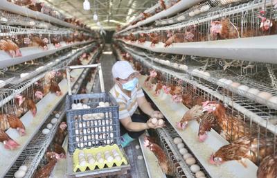 都安 生态循环‘小鱼池’带动增收‘大产业’家禽加工