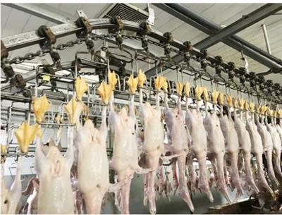 一碗如意菜饭的安全诞生——鸡鸭篇 家禽加工