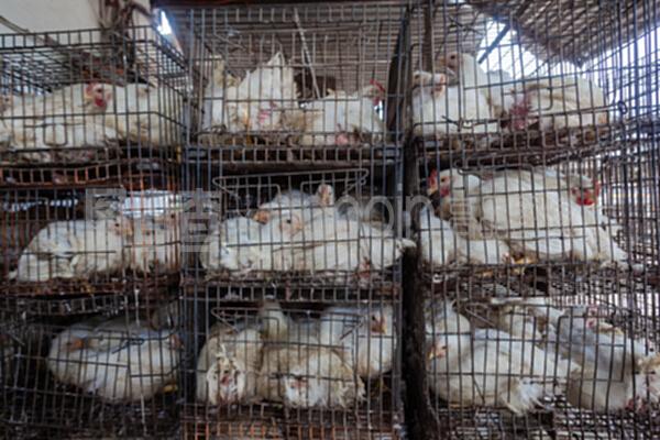 家禽屠宰场鸡笼在家禽加工中的关键作用