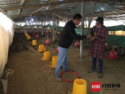 两年收入激增10倍 自贡大安一贫困户的产业化养禽致富记